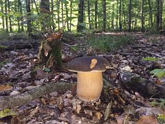 21.09.2017 (varganji)